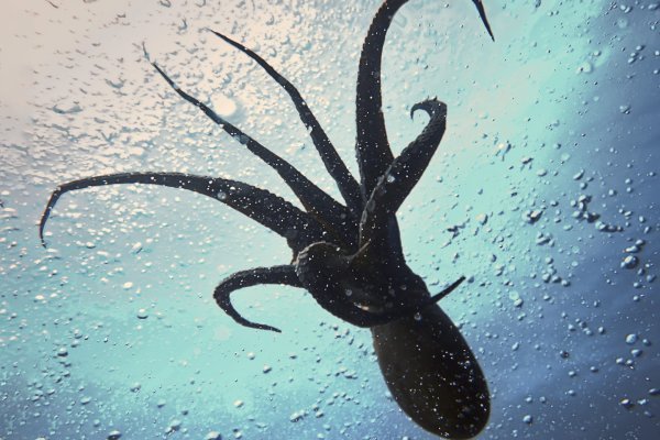 Kraken сайт зеркала krakens15 at